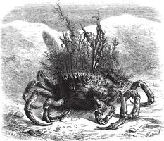 das maia weiblich Spinne Krabbe, bedeckt mit Moos und Seetang Quartal von das Größe, Jahrgang Gravur. vektor