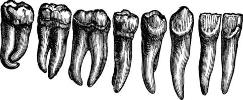 Mensch Zähne, Jahrgang Gravur. vektor