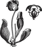 lila Krug Pflanze oder Sarracenia Purpurea Jahrgang Gravur vektor