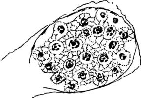 bildning av cyklospora cayetanensis sporer, årgång illustration vektor