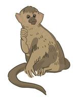 verbreitet Eichhörnchen Affe Clip Art. Single Gekritzel von tropisch wild Tier isoliert auf Weiß. farbig Vektor Illustration im Karikatur Stil.