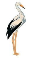 stork fågel ClipArt. enda klotter av vild djur- isolerat på vit. färgad vektor illustration i tecknad serie stil.