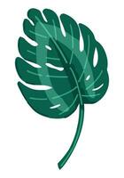 Monstera Blatt Clip Art. tropisch Blumen- Gekritzel. Karikatur Vektor Botanik Illustration. zeitgenössisch Stil Zeichnung isoliert auf Weiß.