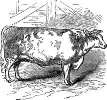 Rindfleisch Kurzhorn, Vieh, Durham, England, Jahrgang Gravur. vektor