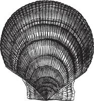 Chlamys Islandika oder Island Jakobsmuschel Jahrgang Gravur vektor