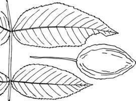 Gattung juglans, l. Nussbaum Jahrgang Illustration. vektor