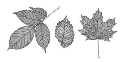 uppsättning av löv av annorlunda träd. aska, lönn, alm löv i en ådrad linje grafisk på en vit bakgrund. vektor illustration. design element för kort, inbjudan, baner, skriva ut, affisch.