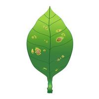 gröna blad skadas av svamp patogen och kallas är ryggsjukdom, det yttre skiktet av växten är nedsänkt, torr och vissen. vektor