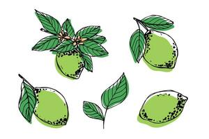 vektor kalk ClipArt. hand dragen citrus- uppsättning. frukt illustration. för skriva ut, webb, design, dekor