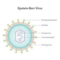 epstein barr virus vektor illustration grafisk diagram