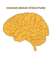 mänsklig hjärna strukturera vetenskap design vektor illustration diagram