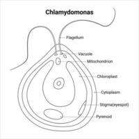 Chlamydomonas Wissenschaft Design Vektor Illustration Diagramm