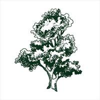 Vektor Zeichnung von ein Baum im Gravur Stil. Jahrgang Baum Illustration, schwarz und Weiß skizzieren