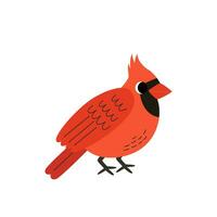 Vektor Illustration von süß Karikatur Kardinal Vogel auf Weiß Hintergrund.