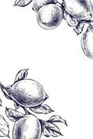 citroner saftig, mogen med löv, blomma knoppar på de grenar, hela och skivor. grafisk botanisk illustration hand dragen i blå bläck. ram, mall eps vektor