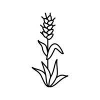 Pflanze Grün Weizen Linie Symbol Vektor Illustration
