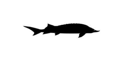 beluga stör eller huso fisk silhuett, fisk som producera premie och dyr kaviar, för logotyp typ, konst illustration, piktogram, appar, hemsida eller grafisk design element. vektor illustration