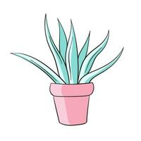 Blau Agave Pflanze im ein Blume Topf, eben Vektor Illustration. Aloe Vera, Grün saftig wachsend. Zimmerpflanze, natürlich Innere Dekoration. Karikatur Vektor Illustration isoliert auf ein Weiß Hintergrund.