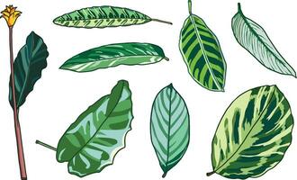 hand dragen grön blad ormbunke samling sommar handflatan blad, växt skog örter tropisk löv. grafisk vektor illustration