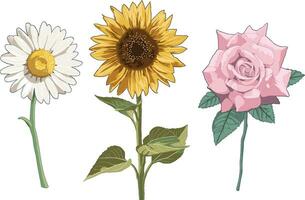 realistisch Blume botanisch Pflanze Zeichnungen Illustration Sonnenblume Gänseblümchen und Rose vektor