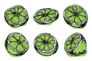 vektor kalk ClipArt. hand dragen citrus- uppsättning. frukt illustration. för skriva ut, webb, design, dekor