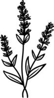 Lavendel - - schwarz und Weiß isoliert Symbol - - Vektor Illustration