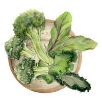 hand dragen vattenfärg broccoli grönsak, diet och friska livsstil, grön sallad vegan matlagning. illustration sammansättning isolerat på vit bakgrund. design för affisch, skriva ut, hemsida, kort, meny vektor