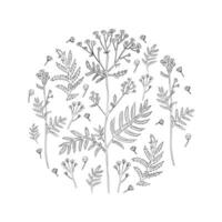 runda ram renfana blomma eller tanacetum vulgare vektor illustration isolerat på vit bakgrund, bläck skiss, dekorativ ört- klotter bakgrund, linje konst för design medicin, hälsning kort, kosmetisk