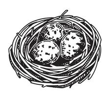 wild Vogel Nest mit Eier Gliederung Clip Art. Frühling Zeit Gekritzel. Vektor Illustration im Gravur Stil isoliert auf Weiß.