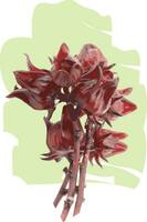 abstrakt av hibiskus sabdariffa eller roselle frukt på vit bakgrund med Färg spridning. vektor