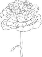 abstrakt Linie Rose Blume sind Blühen mit leeren Hintergrund. vektor
