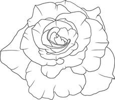 abstrakt Linie Rose Blume sind Blühen mit Farbe leeren Hintergrund. vektor