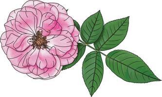 abstrakt av rosa reste sig blomma med blad på tömma bakgrund. vektor