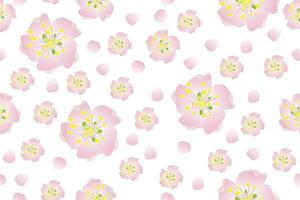 illustration av de körsbär herrar blomma på tömma bakgrund. vektor
