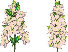 Illustration von das Kirsche Bossen Blume Strauß auf leeren Hintergrund. vektor