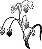 Blume, Geäst, Typen, Rispe, Pflanze Jahrgang Illustration. vektor