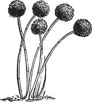 aspergillus glaucus årgång illustration. vektor