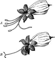 clerodendron årgång illustration. vektor