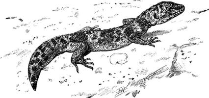 Leopard Gecko, Jahrgang Illustration. vektor