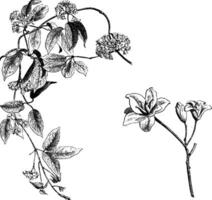 blommande gren och friliggande kvinna blommor av holboellia latifolia årgång illustration. vektor