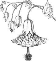 Abutilon Abzeichen Blume Jahrgang Illustration. vektor