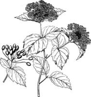 Viburnum Pubertät Jahrgang Illustration. vektor