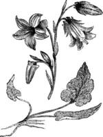 Campanula sarmatisch Jahrgang Illustration. vektor