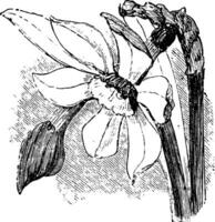 naricissus burbidgei årgång illustration. vektor