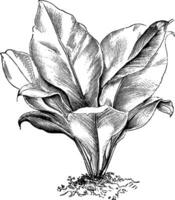 asplenium nidus årgång illustration. vektor