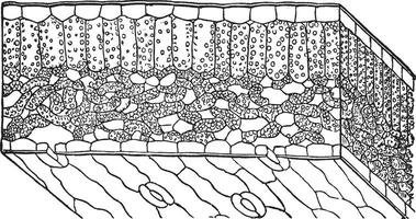 vit lilja årgång illustration. vektor