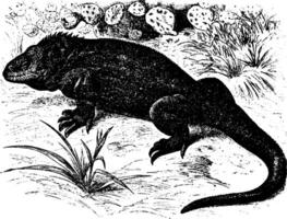 Galapagos Land Eidechse, Jahrgang Illustration. vektor