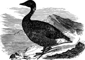 verbreitet brant Jahrgang Illustration. vektor