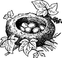 Nest von Kinglet Jahrgang Illustration. vektor