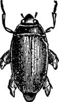 Gyrinus Distinctus Jahrgang Illustration. vektor